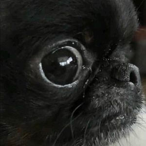 Meet your Posher, Antonio